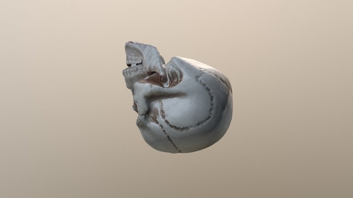 Skull 3D Model