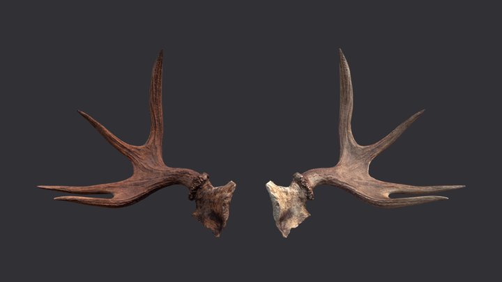 Moose Antler Remesh Reduced Polycount 3D Model