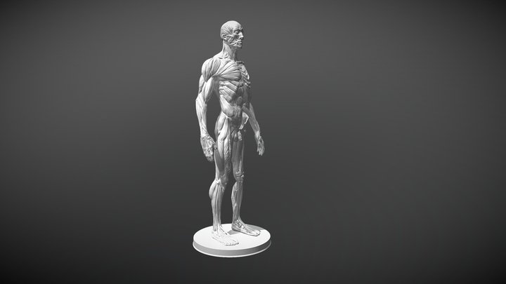 Grassetti Ecorche STL 3D Model