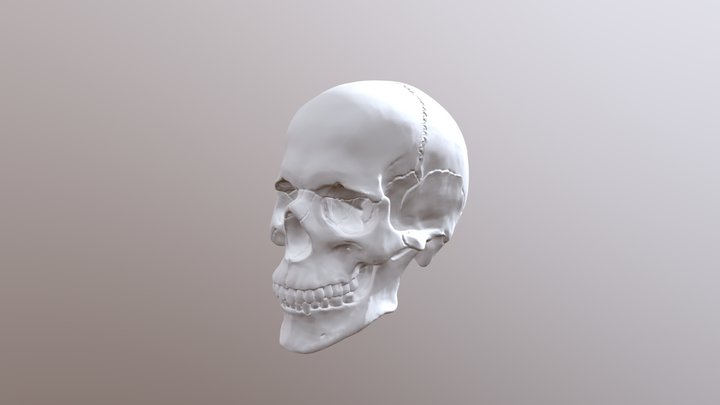 Skull 2018 11 11 3D Model