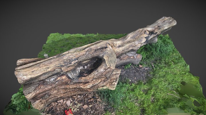Tree Cut Trunk 3D Model