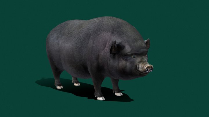 Vietnamese Pot-bellied Pig  (Lowpoly)