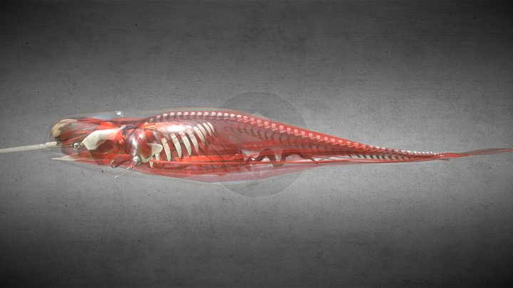 See-through Narwhal WIP 3D Model