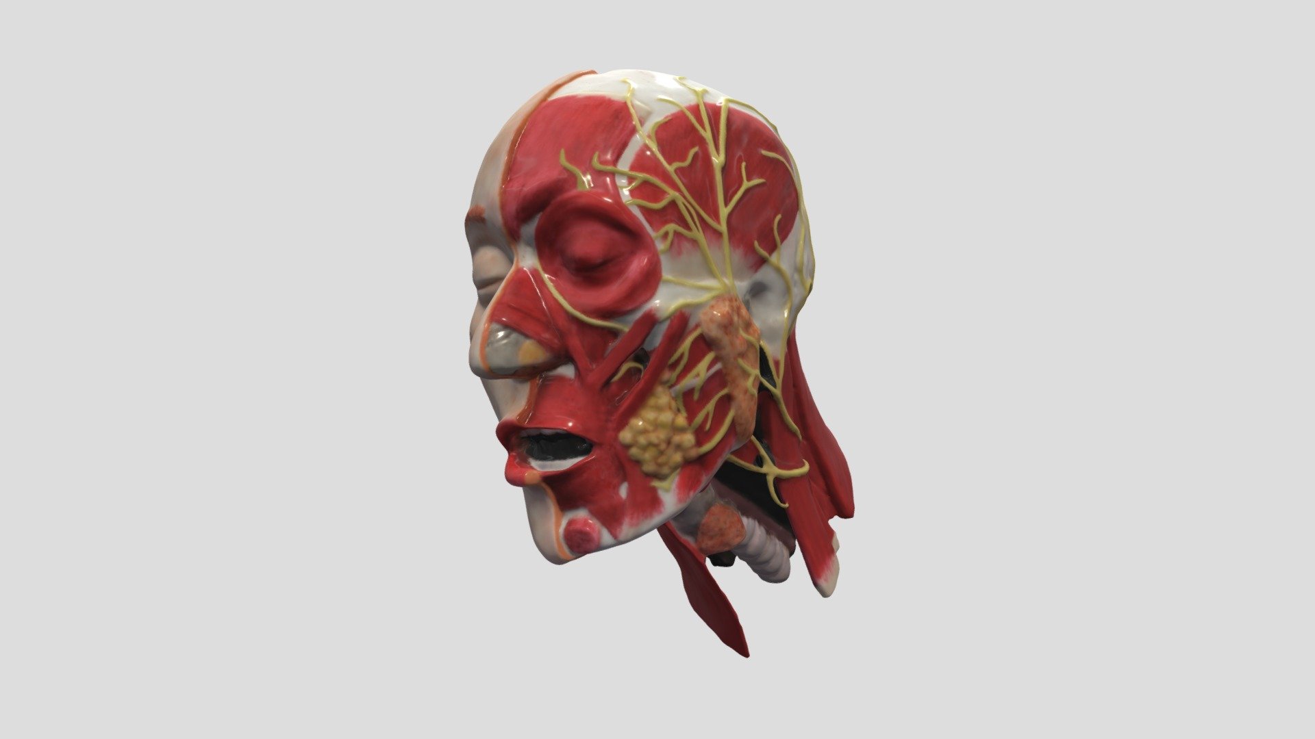 Facial Muscles Involved in Blowing a Bubble — Sketchfab embed 3D viewer