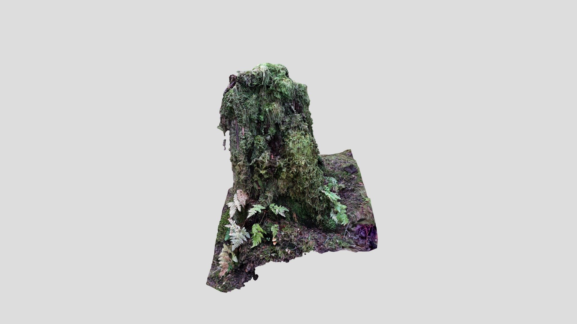 Stump 3