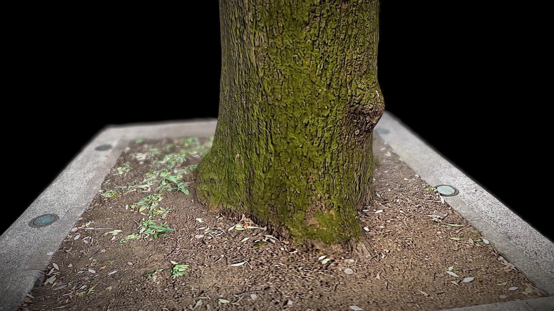 東大駒場キャンパスの木 (その3):Tree (No. 3)