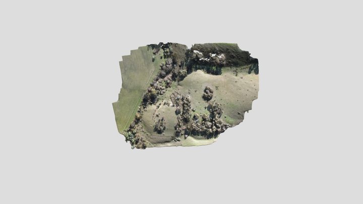 Falls Rd Blackberries May - TM 3D Model