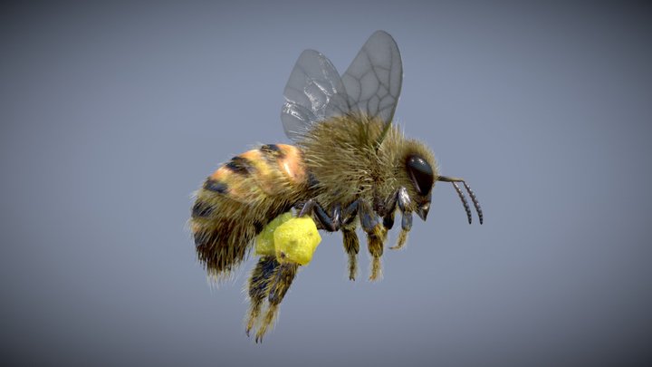 Western Honey Bee ( Worker ) 3D Model