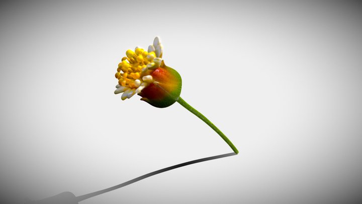 Tridax procumbens – Modello 3D gratuito STL