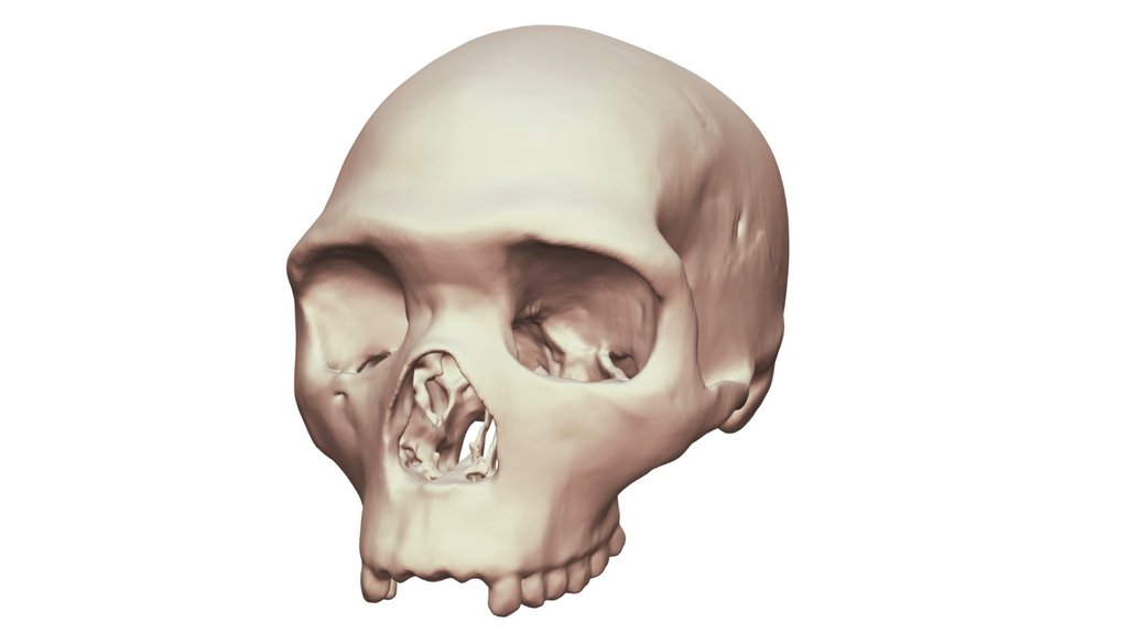 Virtual Last Common Ancestor Sapiens/Neanderthal