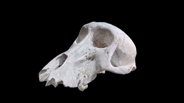 Baboon Skull 3D Model