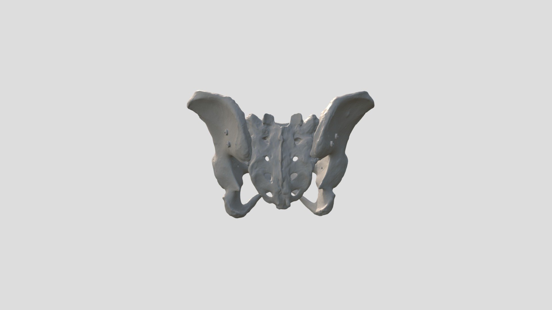 3D Model Pelvis - 3D Model By Sriferrdian [f45a801] - Sketchfab