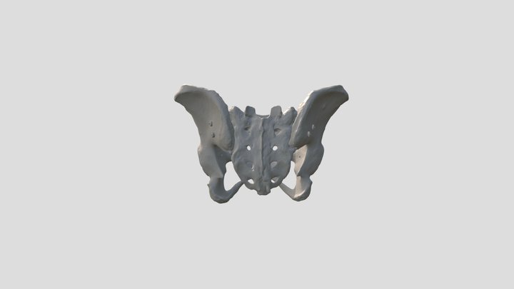 3D Model Pelvis 3D Model