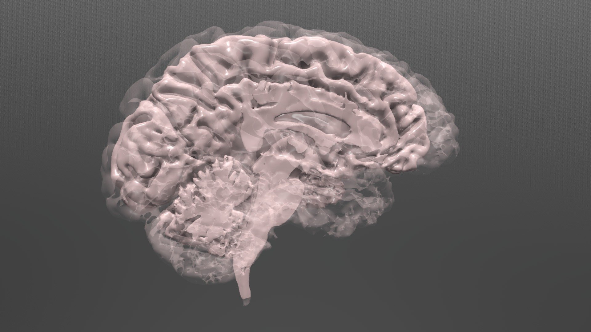 Human Brain - Left Half and Right Half