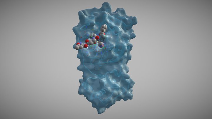 COVID-19 (SARS-CoV-2) Main Protease 3D Model