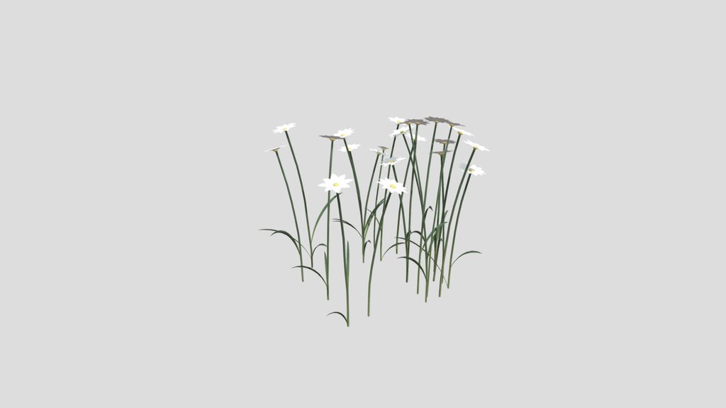 Wild White Flower Patch
