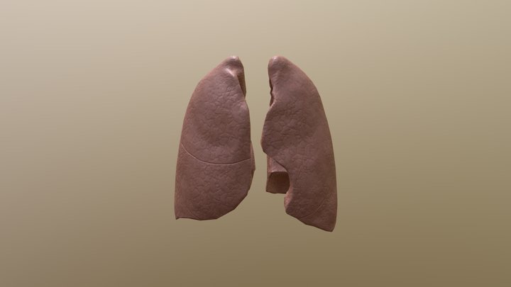 Human Lungs 3D Model