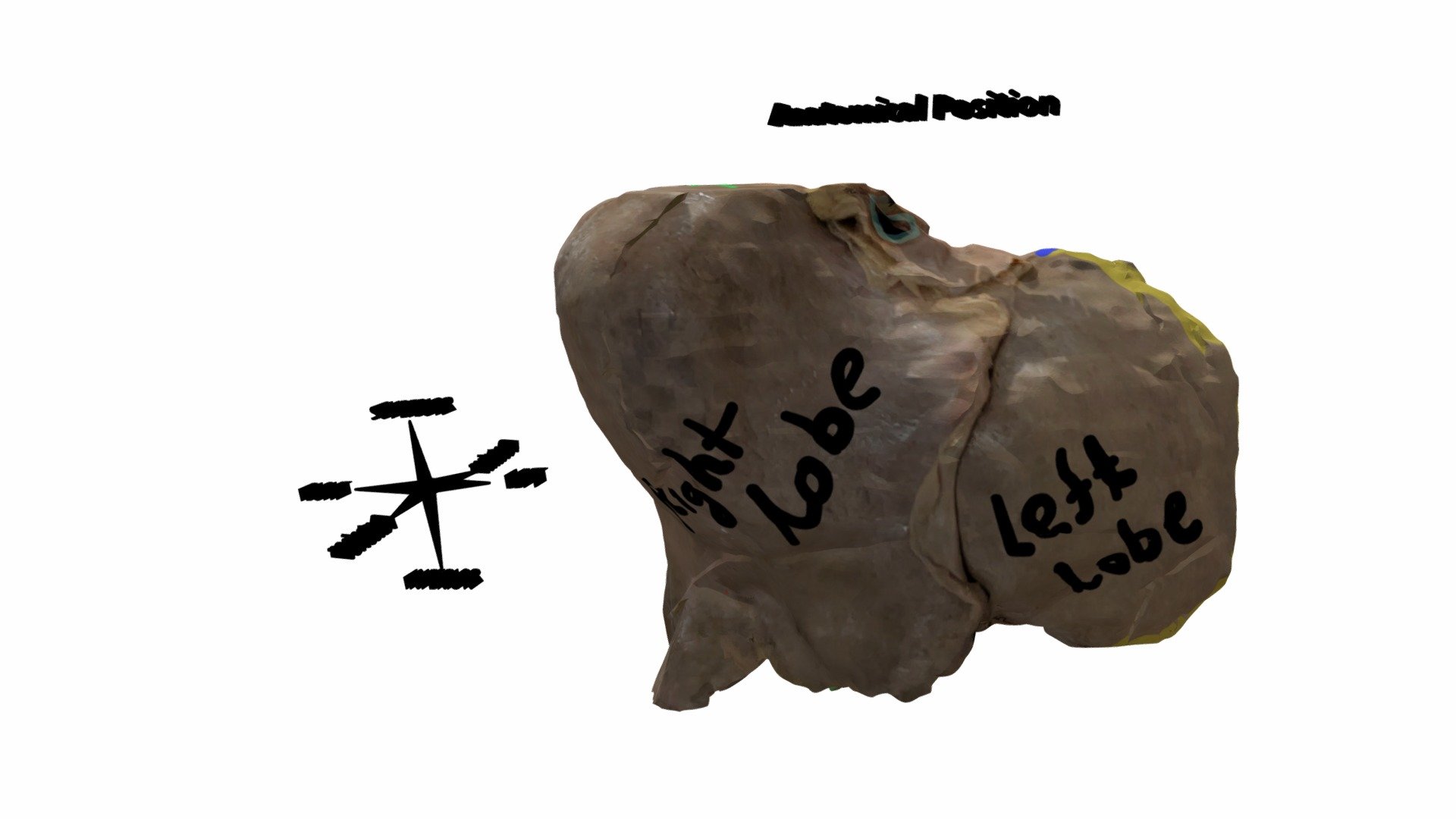 Liver