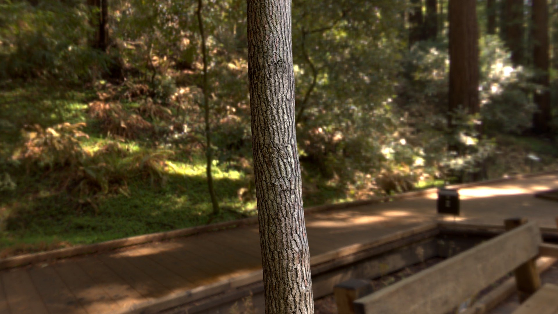 Photogrametry pine trunck