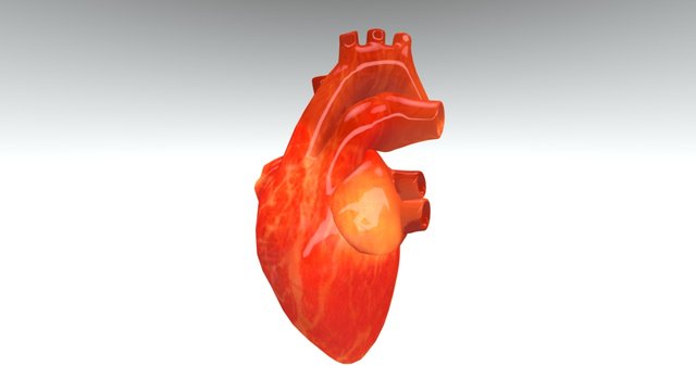 Partes del Corazón 3D Model