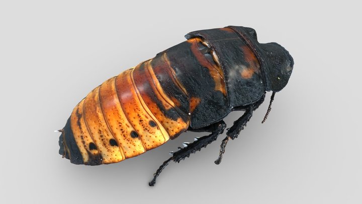 Мадагаскарский таракан | Madagascar cockroach – Kostenloses 3D-Modell STL