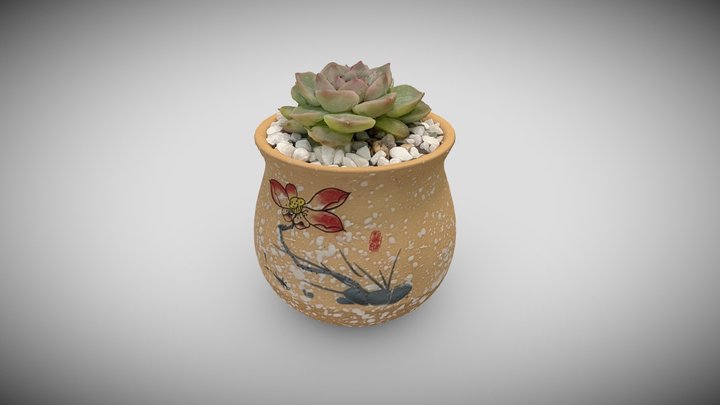 succulent plants1 3D Model