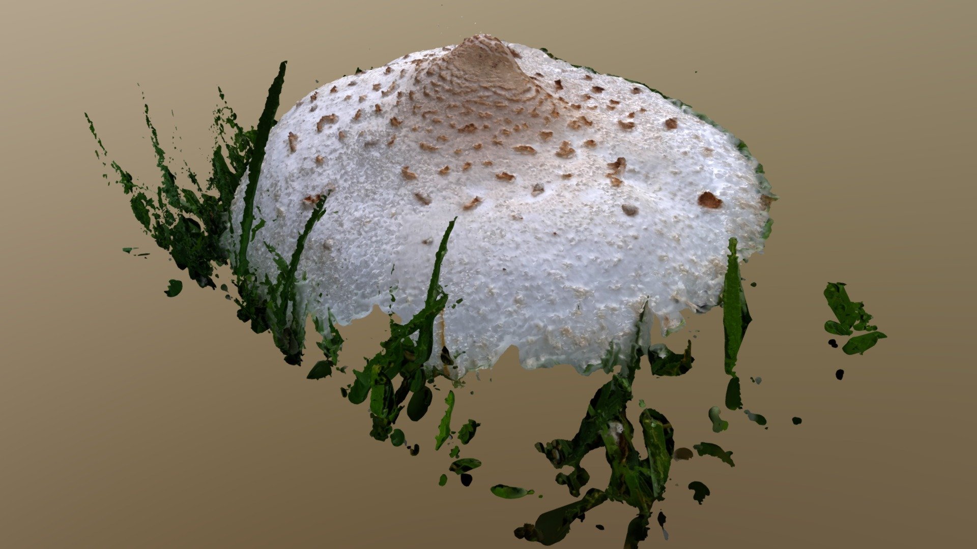 Mushroom