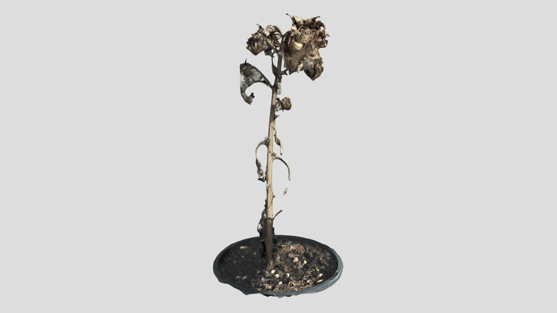 SUNFLOWER (DRY)