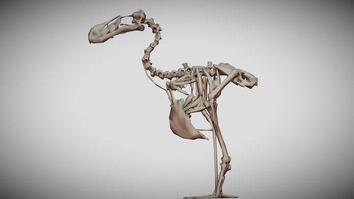 Raphus cucullatus Skeleton – Kostenloses 3D-Modell STL