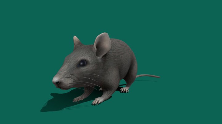 Rat 🐀 (Test )Free 3D Model