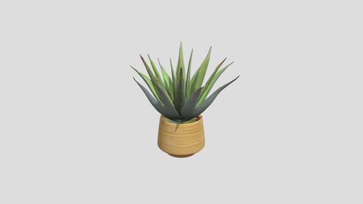 Lush Green Indoor Plant with Natural Planter