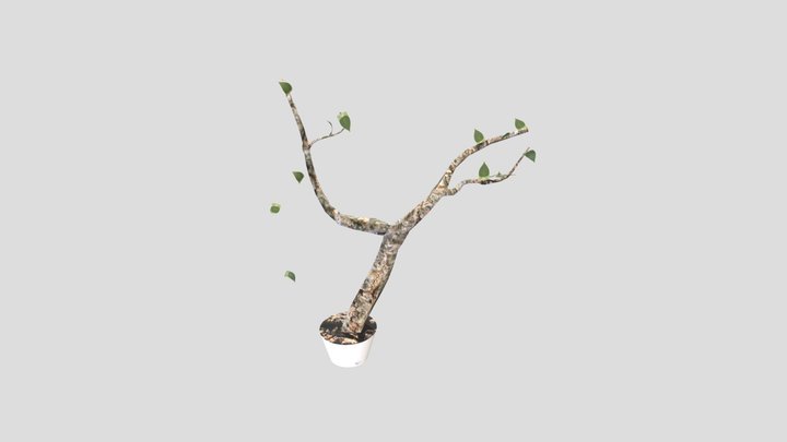 wk9 3D Model