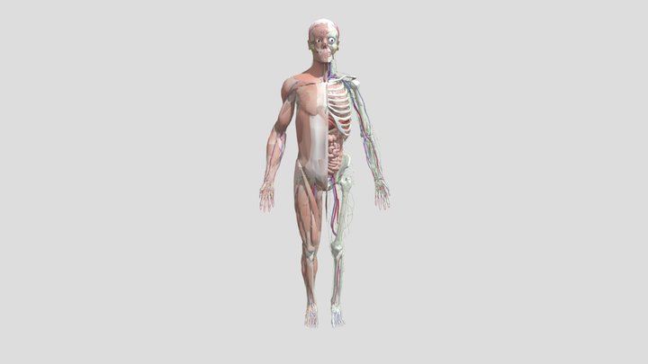 Male Anatomy With Senses