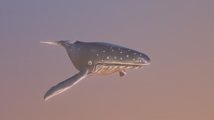 Humpback Whale (Swimming) 3D Model