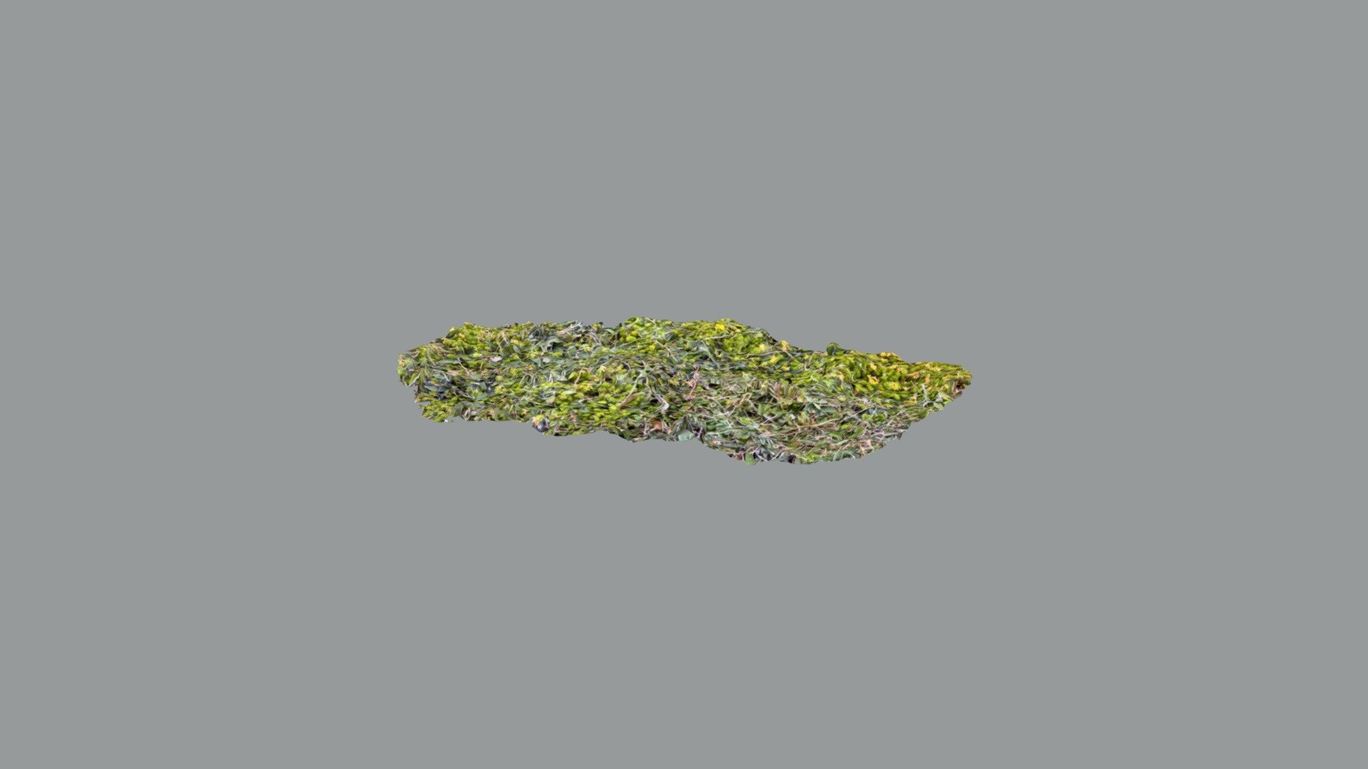 Small grass