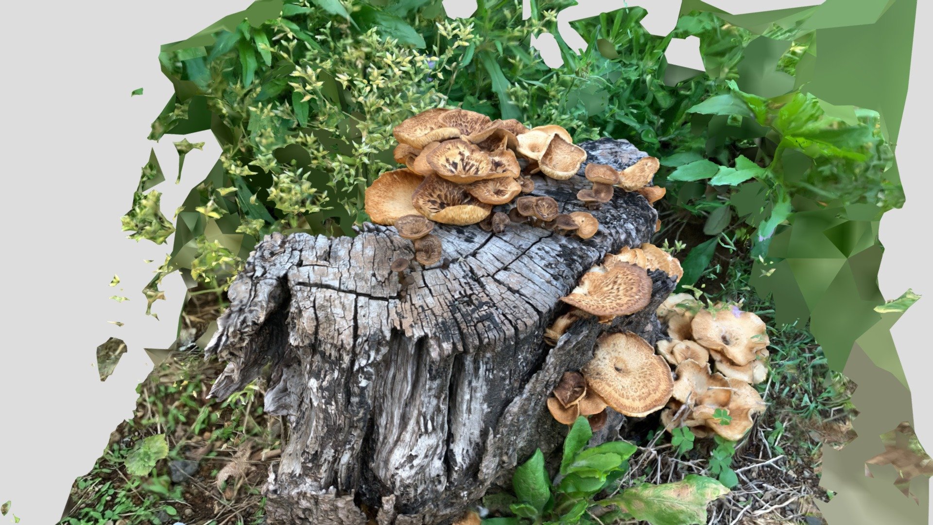 Stumps and mushrooms