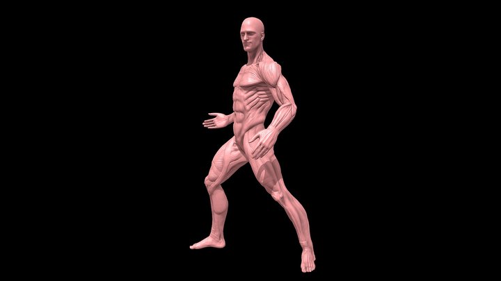 Male Ecorche Anatomy Fight Pose 3D Model