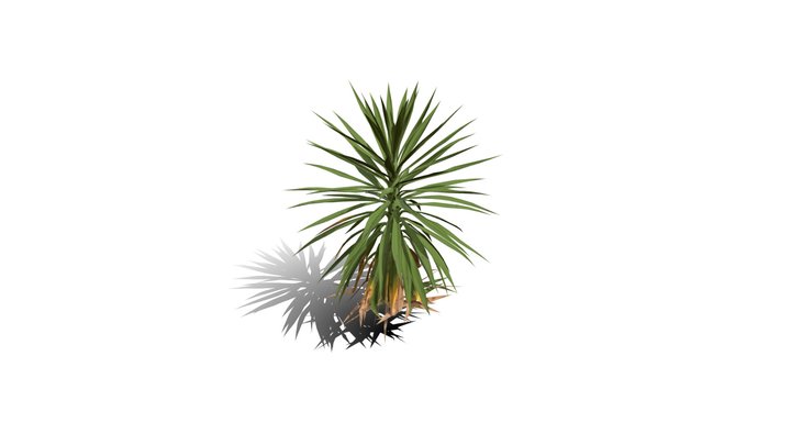 Realistic HD Spineless yucca (26/30) 3D Model