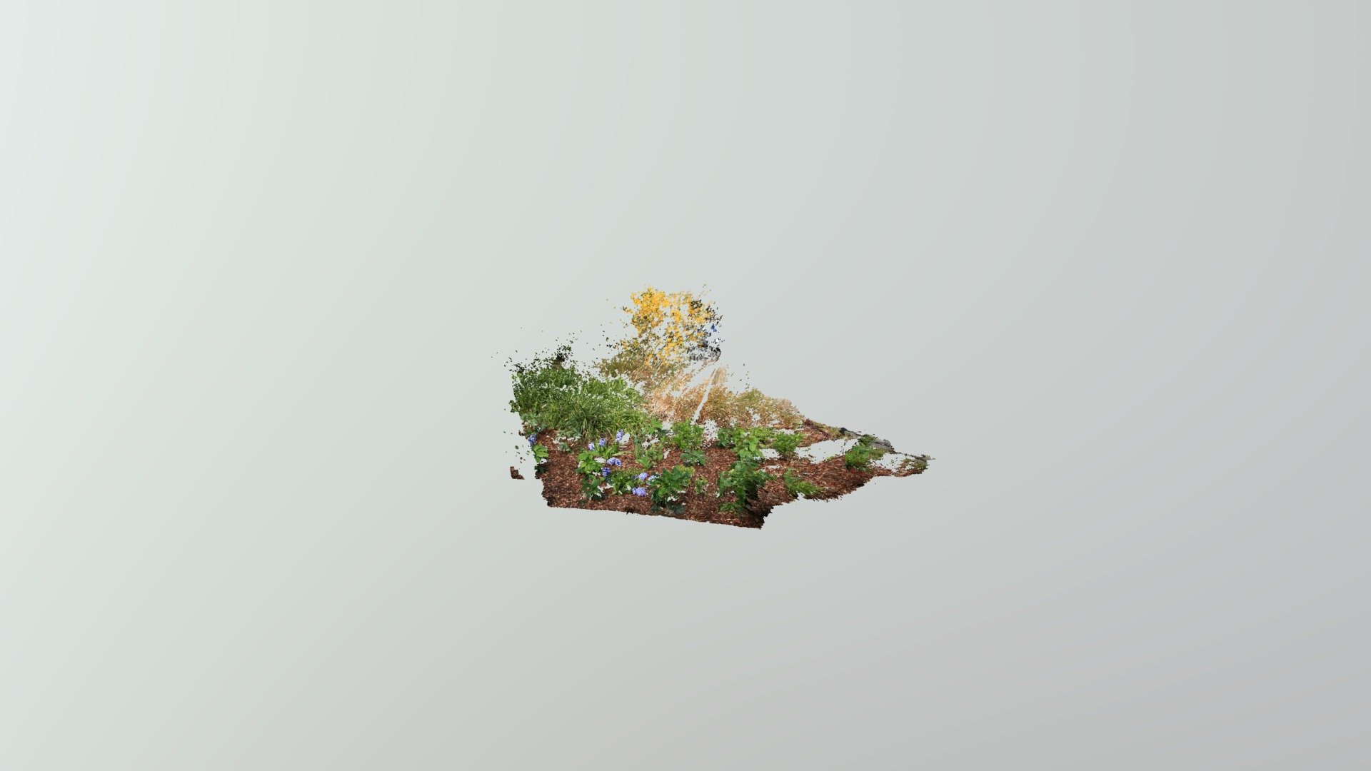 Little Plants Without Trunk