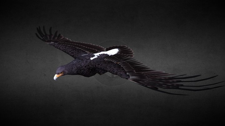 Aquilla Verreauxii (Black eagle) 3D Model