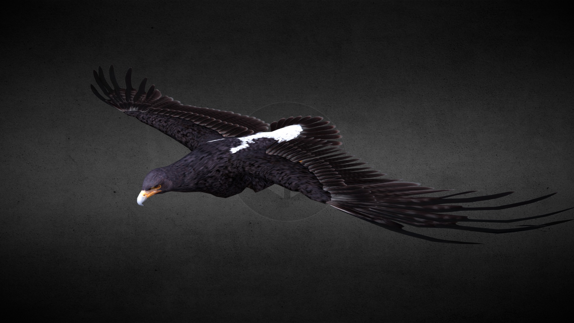 3D model Aquilla Verreauxii (Black eagle) - This is a 3D model of the Aquilla Verreauxii (Black eagle). The 3D model is about a bird flying in the air.