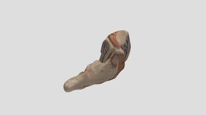 Brainstem 3D Model