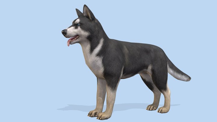 Dog - Husky 3D Model