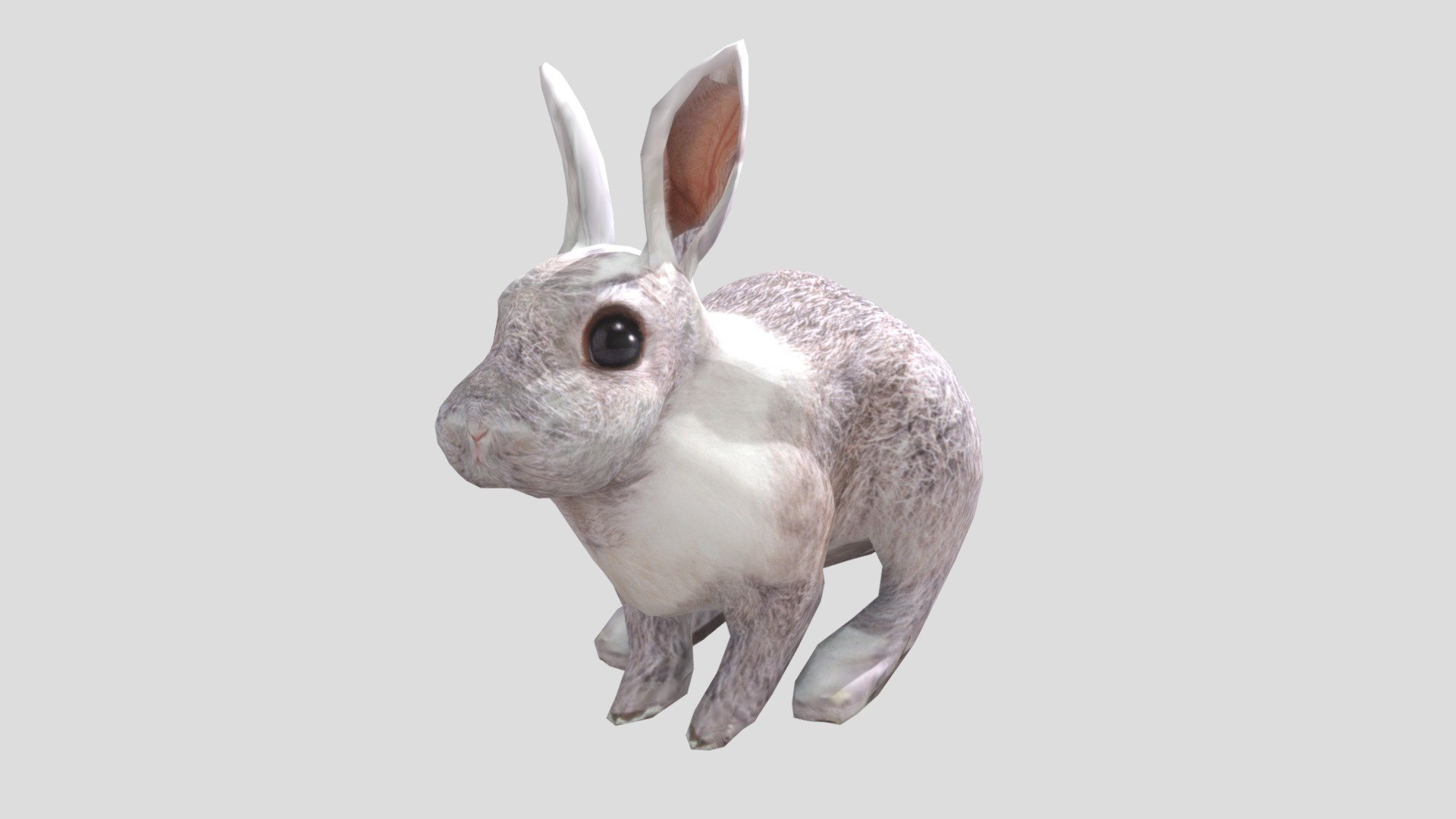 Bunny realistic - 3D model by aytonnijboer [f4b732a] - Sketchfab