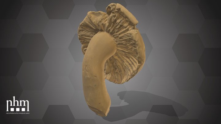 Basidiomycota (NHMW-AFW-DING-0046-159) – Modèle 3D gratuit STL