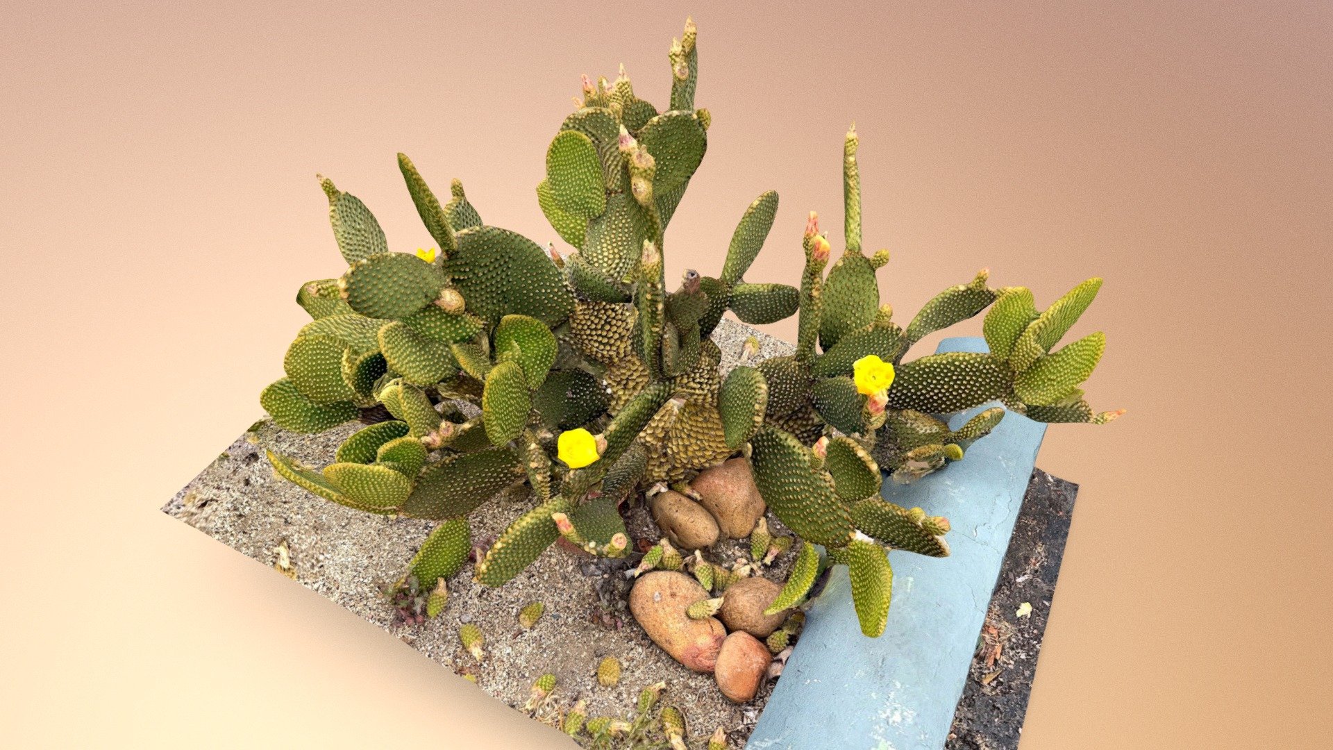 Flowering cactus