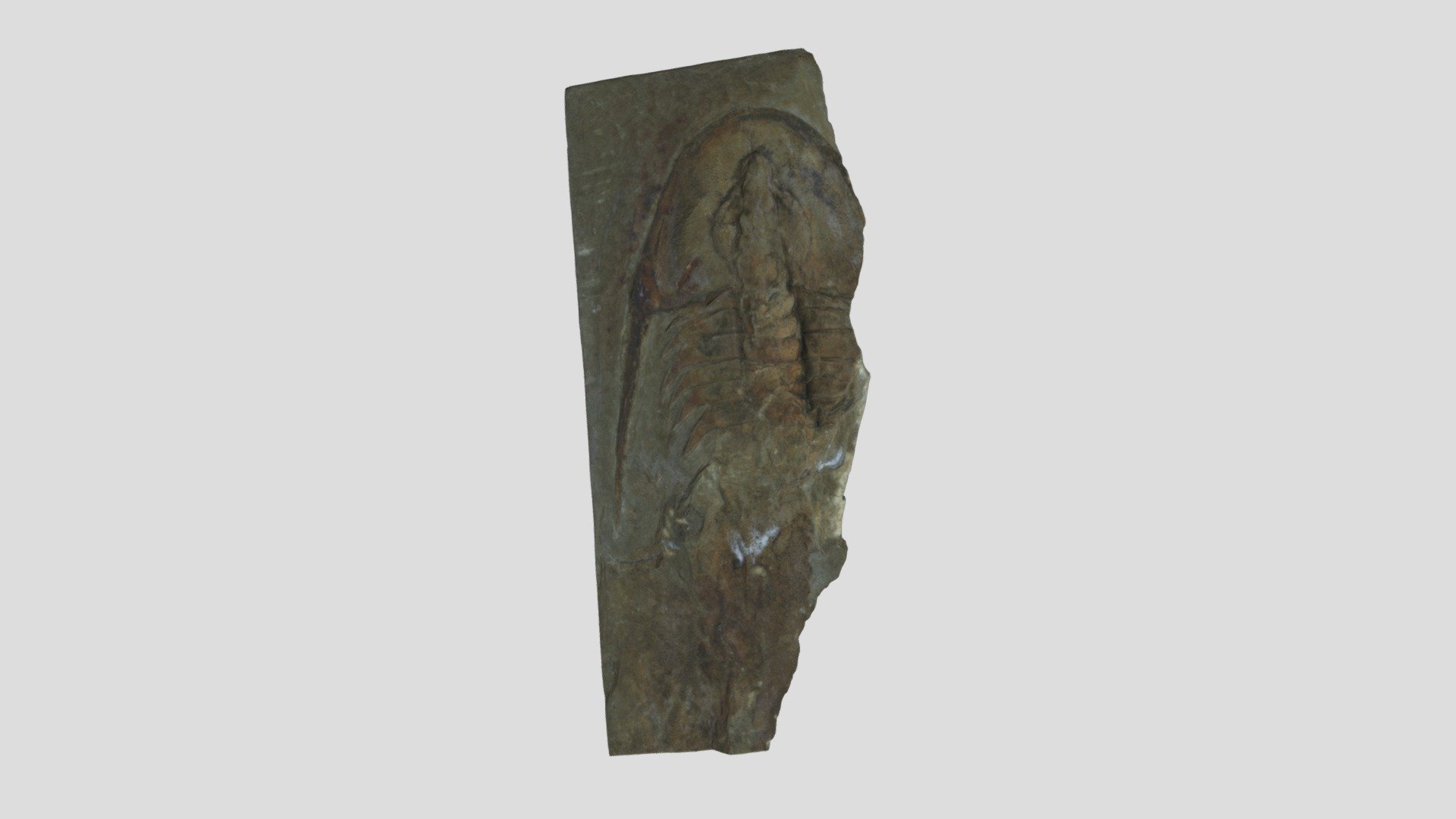LACMIP 26748.6 Archaeaspis nelsoni