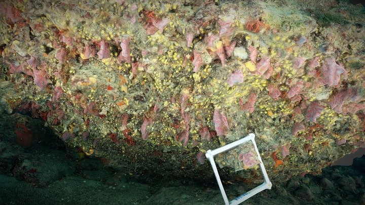 Monitoring a red coral wall step-2 (April 2023) 3D Model