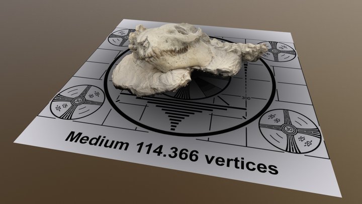 Skull Test Medium 3D Model