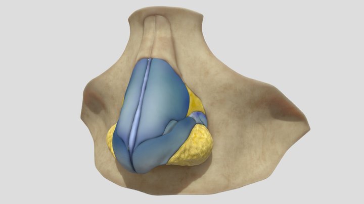 nasal anatomy 3D Model